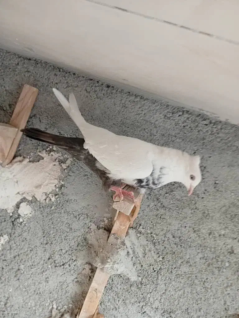 دمبی ماده|پرنده|مرودشت, استادیوم‎|دیوار