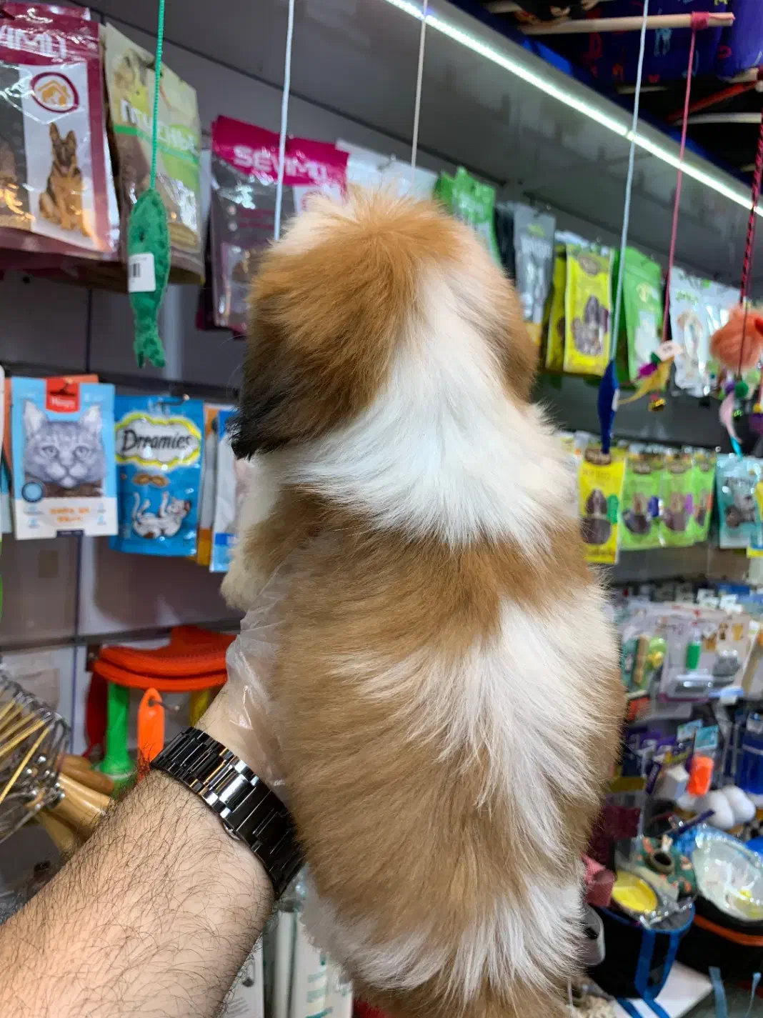 شیتزو سوپر فلت|سگ|رشت, لاکانی|دیوار