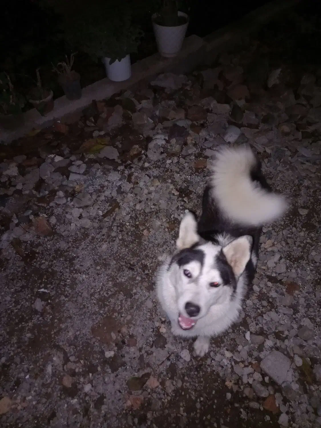 هاسکی ماده ۷ ماهه|سگ|گرگان, |دیوار