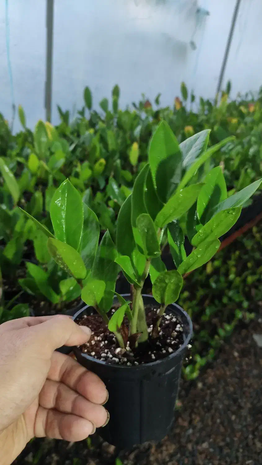 گل زامیفولیا زامفولیا زیر قیمت|گل و گیاه طبیعی|بابل, |دیوار