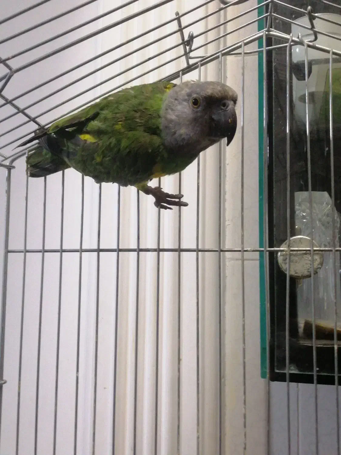 طوطی سنگال|پرنده|بیرجند, |دیوار