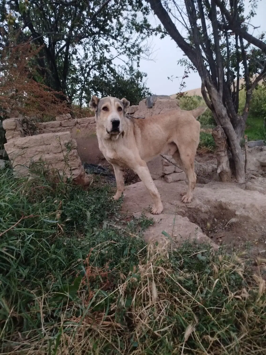 سگ گ|سگ|گلمکان, |دیوار