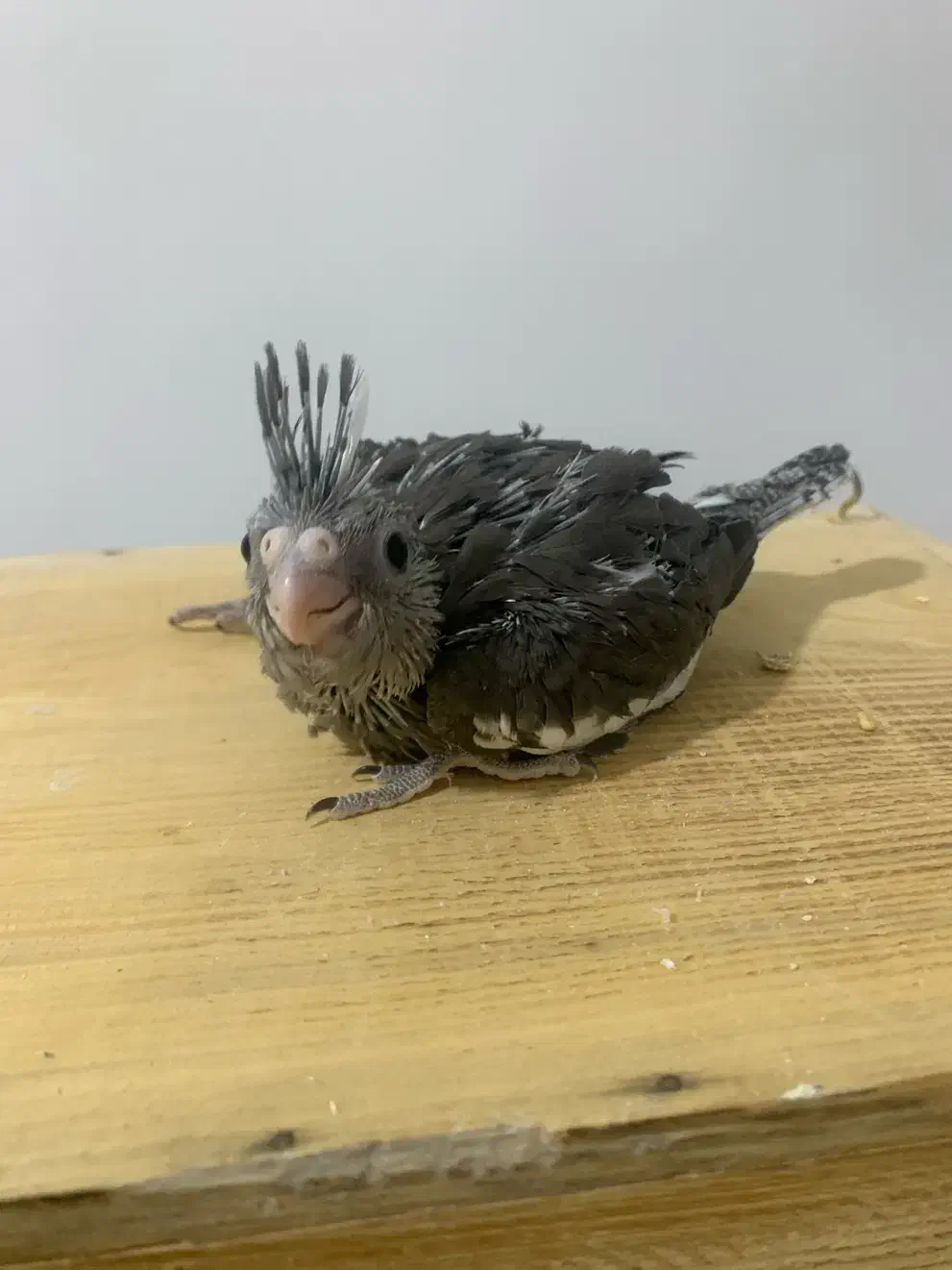 عروس هلندی|پرنده|بندر کنگان, |دیوار