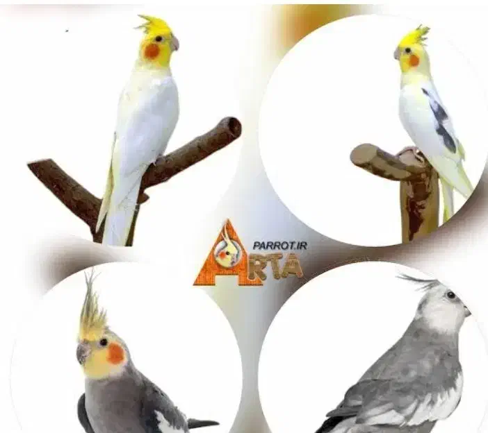 گم شده|حیوانات|مشهد, پروین اعتصامی|دیوار