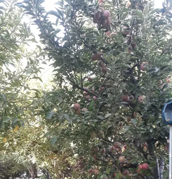 ویلا اجاره روزانه|اجارهٔ کوتاهمدت ویلا و باغ|بروجرد, |دیوار