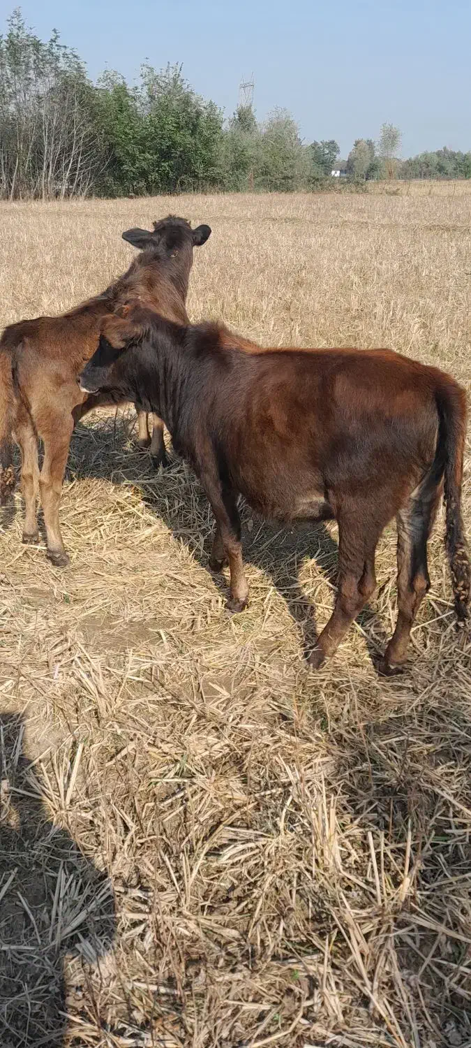 فروش. ورازگوله ۲راس گوساله ماده ویک راس گاو محلی|حیوانات مزرعه|ماسال, |دیوار