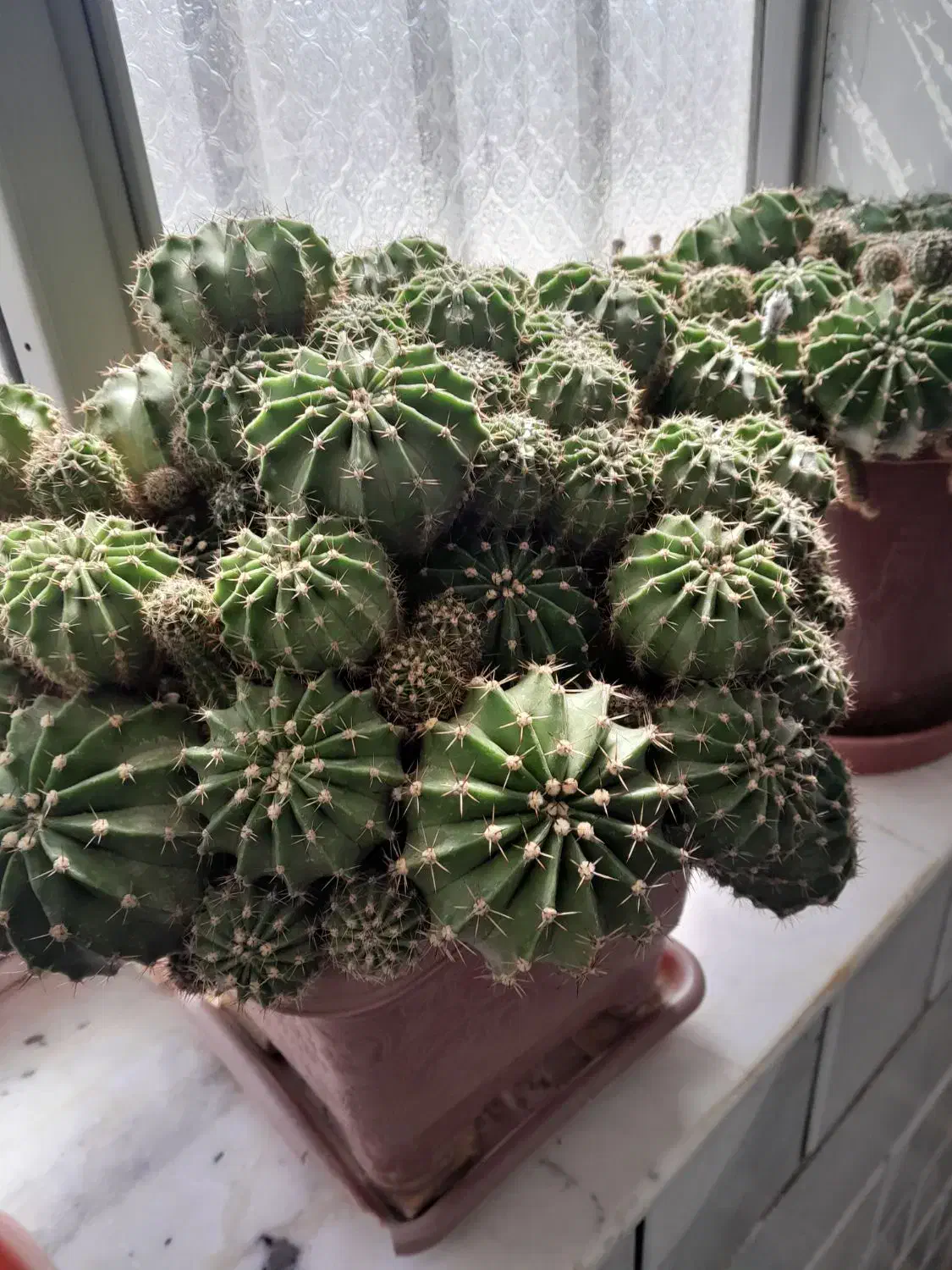 گل کاکتوس|گل و گیاه طبیعی|پیر بکران, |دیوار