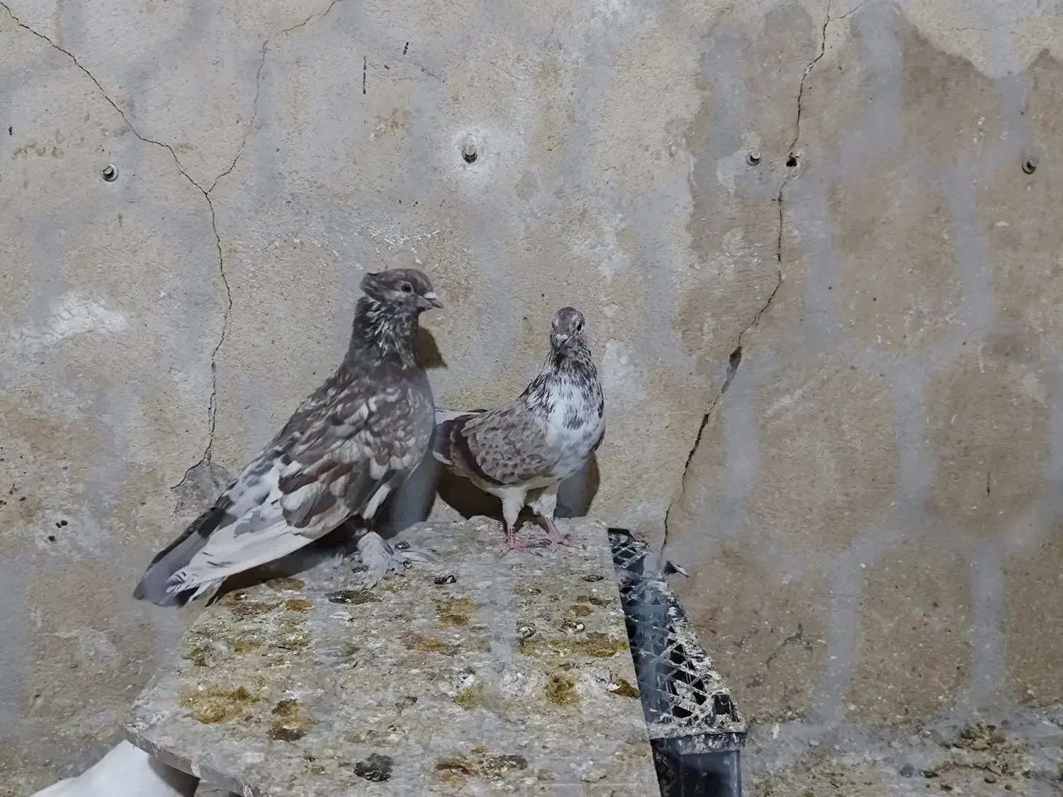 چند تا کفتر خوب|پرنده|قم, حاج زینل|دیوار