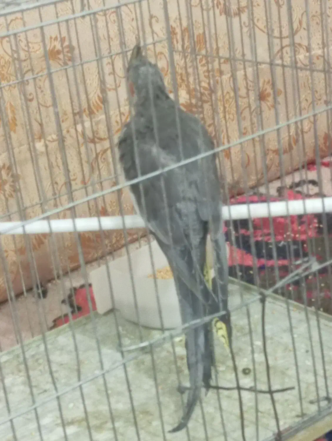 جوجه عروس هلندی سینامون ماده|پرنده|اهر, |دیوار