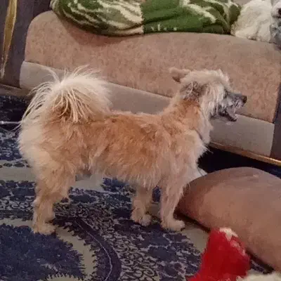 تعدادی سگ نژاد خوب و ارزونتر از همه جا فقط 1تومن|سگ|مشهد, همت آباد|دیوار