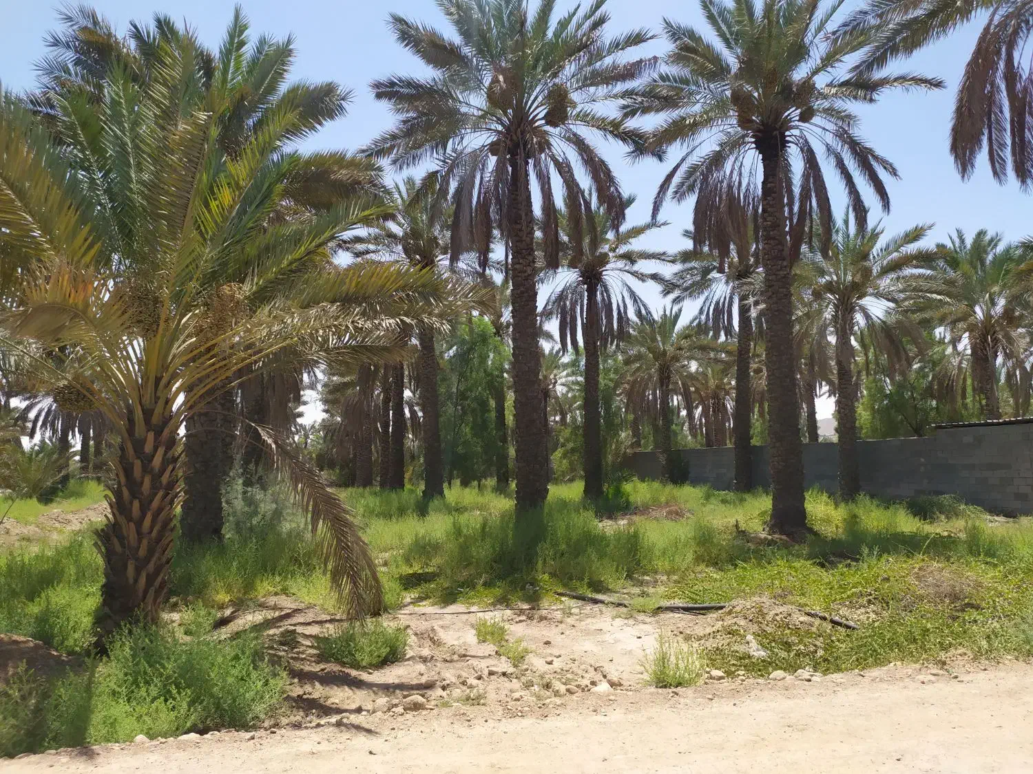 باغ شهری ۲۰۰۰ متری|فروش خانه و ویلا|جهرم, |دیوار