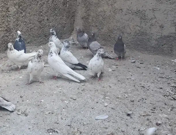 کبوتر پرشی گرو بندی ساعت بالا|پرنده|فلاورجان, |دیوار