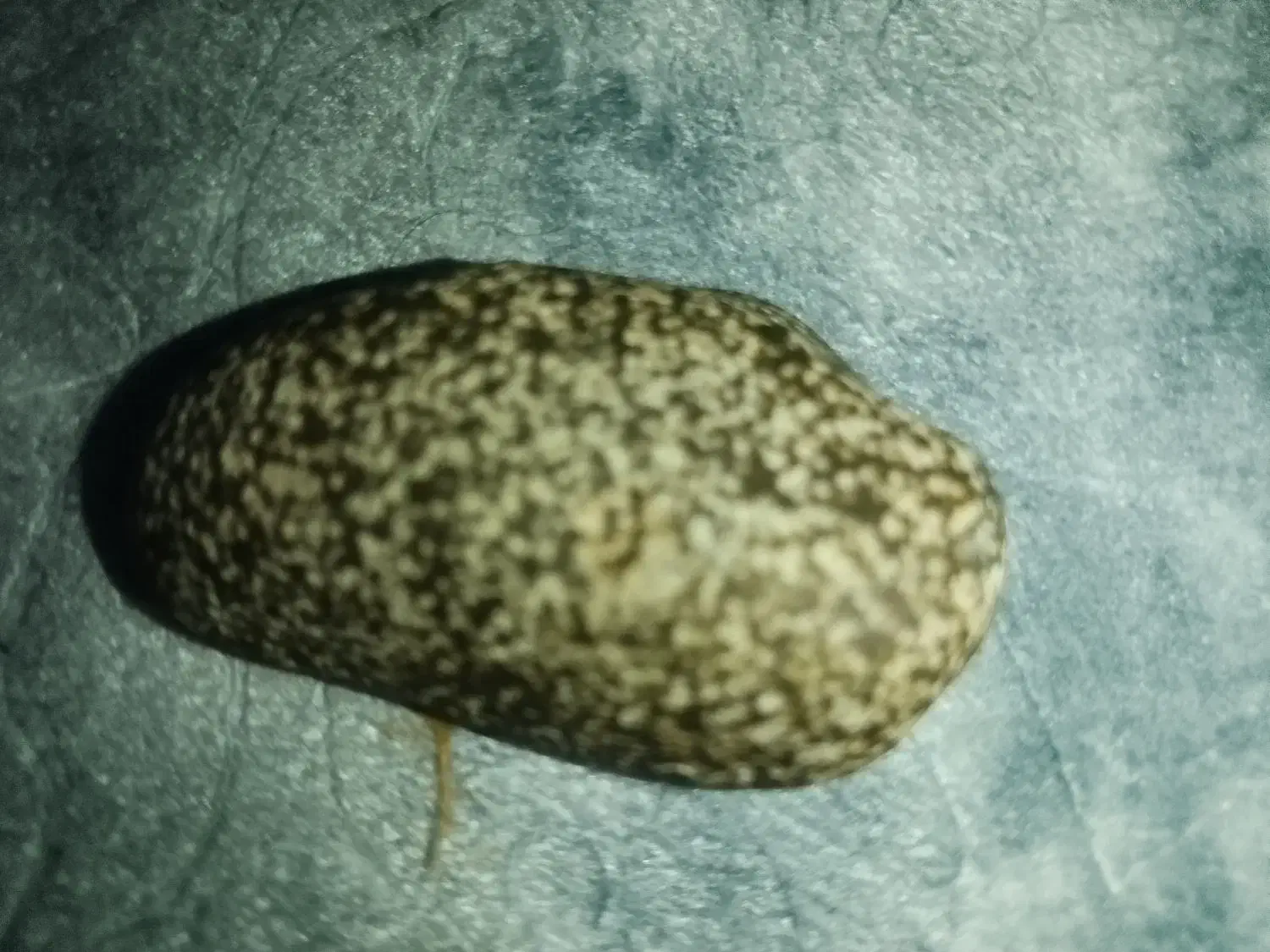 شهاب سنگ کربنی|کلکسیون اشیاء عتیقه|تهران, پارک شهر|دیوار