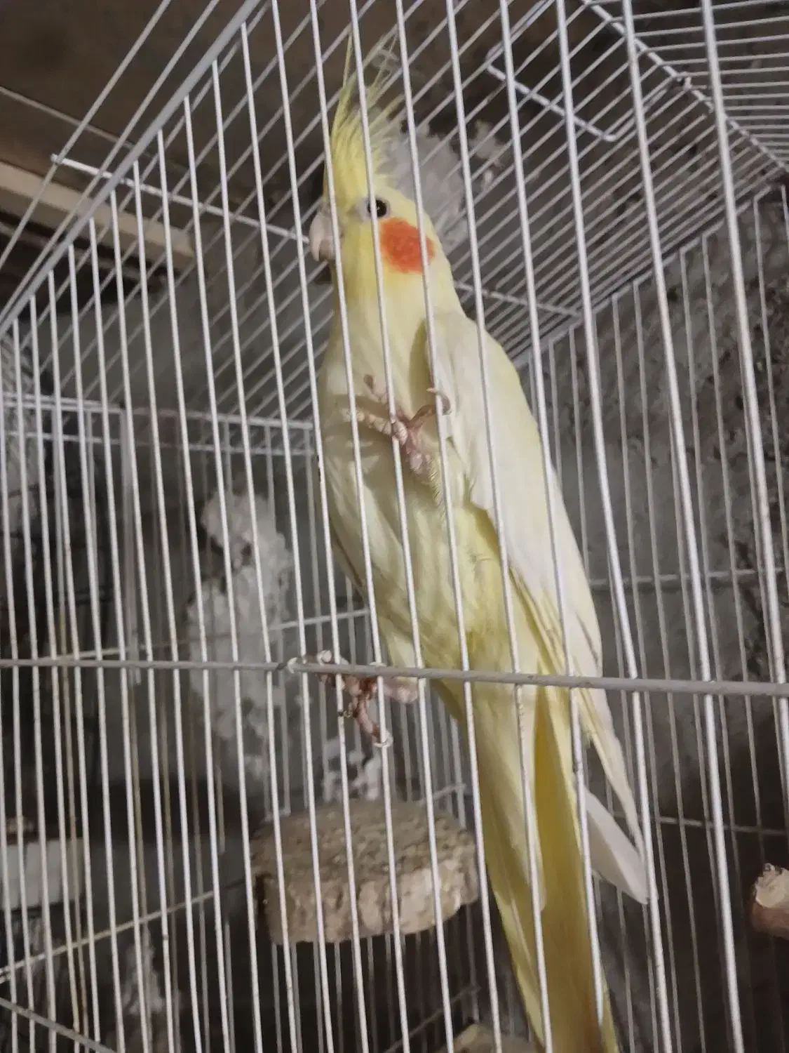 فروش دو عدد عروس هلندی لوتینو و گلباقالی|پرنده|فامنین, |دیوار