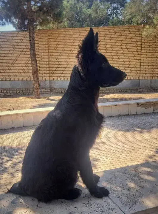 ژرمن بلک اصیل|سگ|وحیدیه, |دیوار