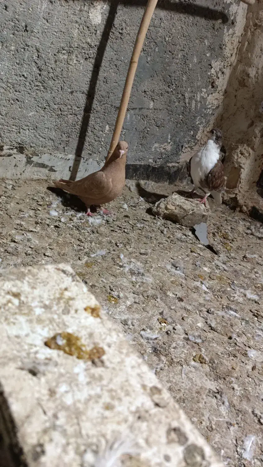 ساده|پرنده|زابل, |دیوار