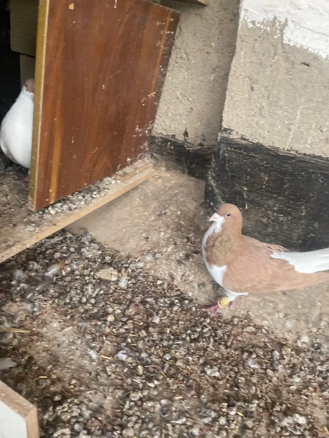 کبوتر|پرنده|تاکستان, |دیوار