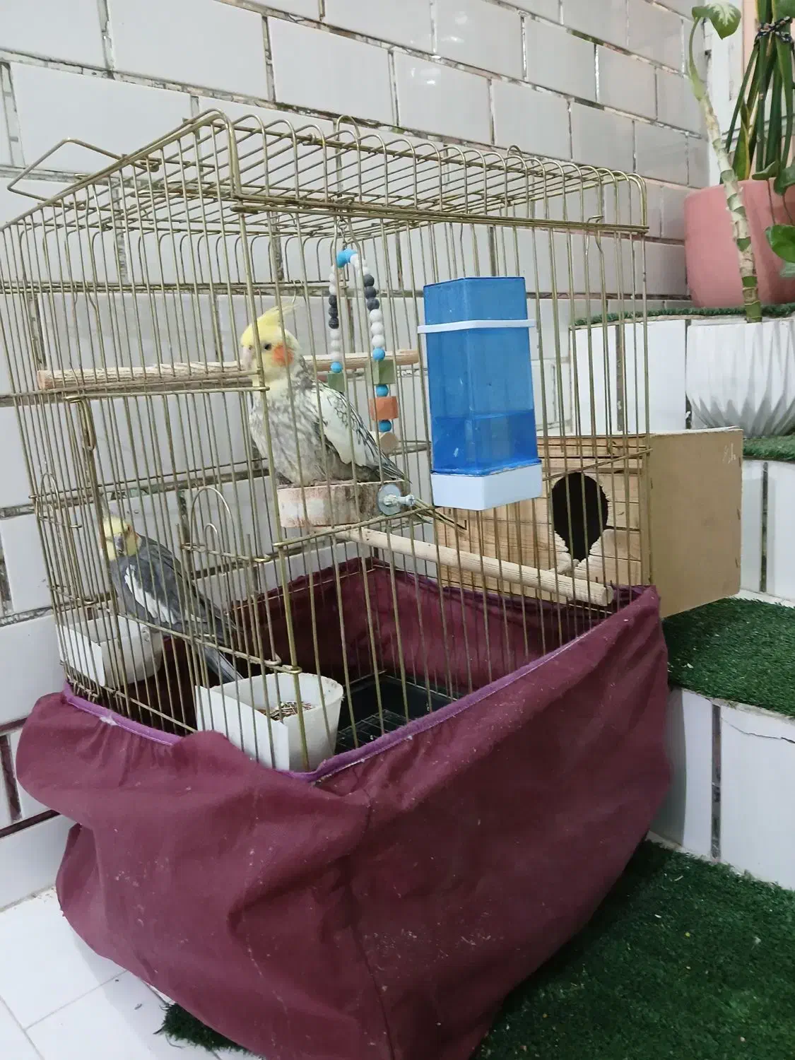 فروش جفت عروس هلندی|پرنده|شوش, |دیوار