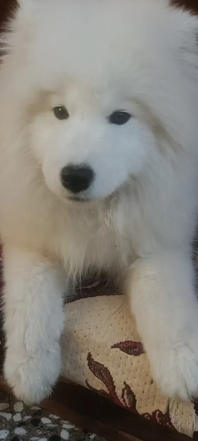 واگذاری سگ سامویید|سگ|یزد, |دیوار