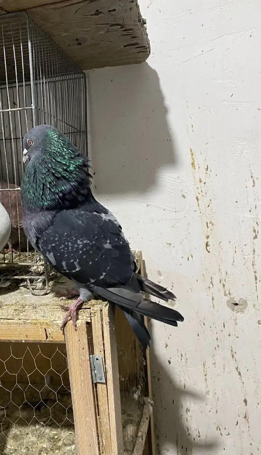 زاغ سبز چشم سفید|پرنده|ماهدشت, |دیوار