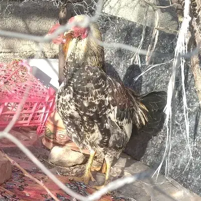 خروس محلی جوان|حیوانات مزرعه|شاهین دژ, |دیوار