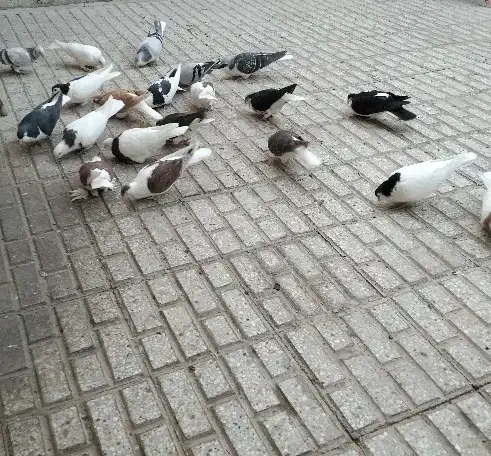 تمامی کبوتر های تصویر به فروش میرسد|پرنده|تربتحیدریه, شهرک ولیعصر|دیوار