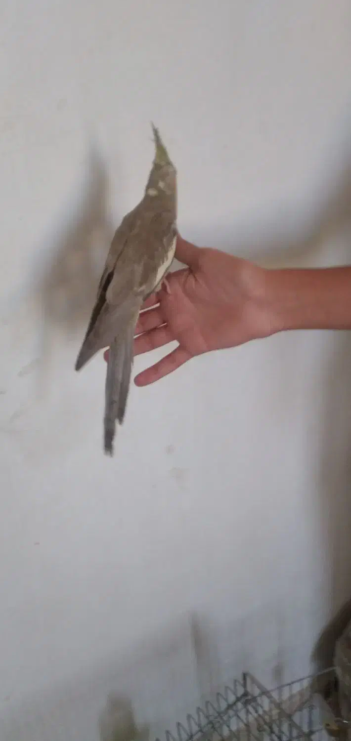 عروس هلندی دستی|پرنده|رباطکریم, شترخوار|دیوار