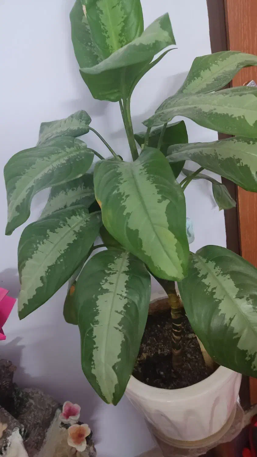 آگولنما هندوانه ای|گل و گیاه طبیعی|مهدی شهر, |دیوار