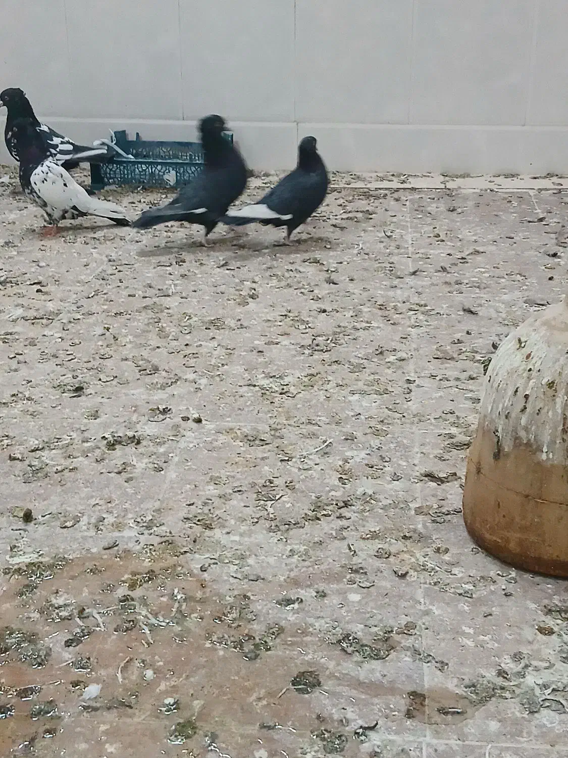 نروماده‌ قره سینه|پرنده|اردکان, |دیوار