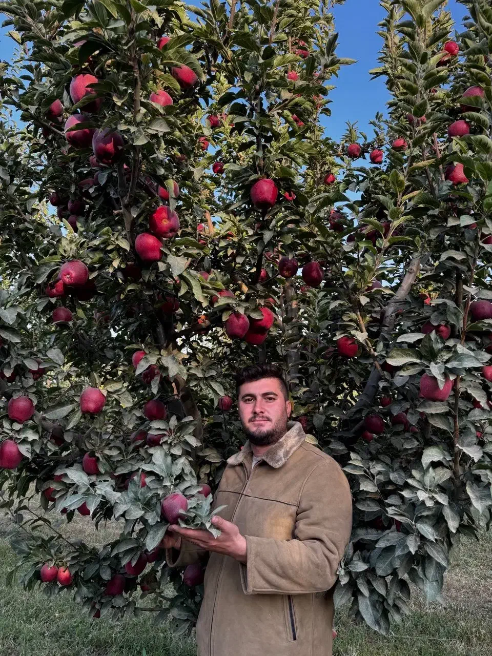 باکیفیت ترین نهال های میوه در نهالستان غرب|خدمات باغبانی و درختکاری|پلدختر, |دیوار