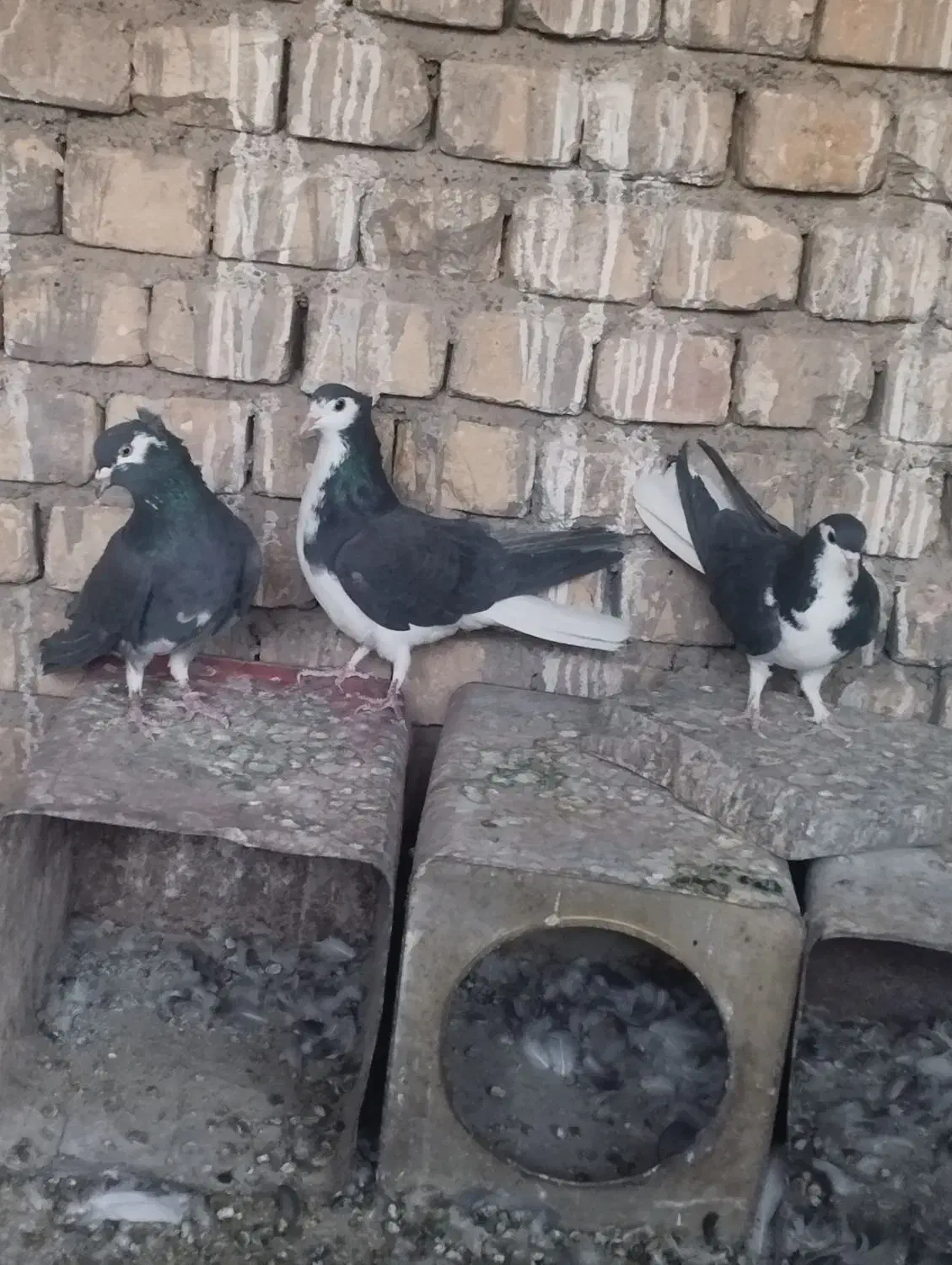 دمگیر دولا|پرنده|خمینی‌شهر, |دیوار