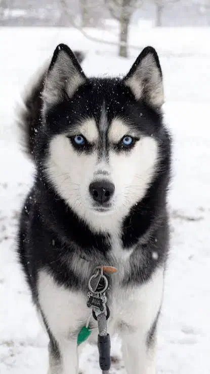 قبول واگذاری|سگ|کاشان, کارگر|دیوار