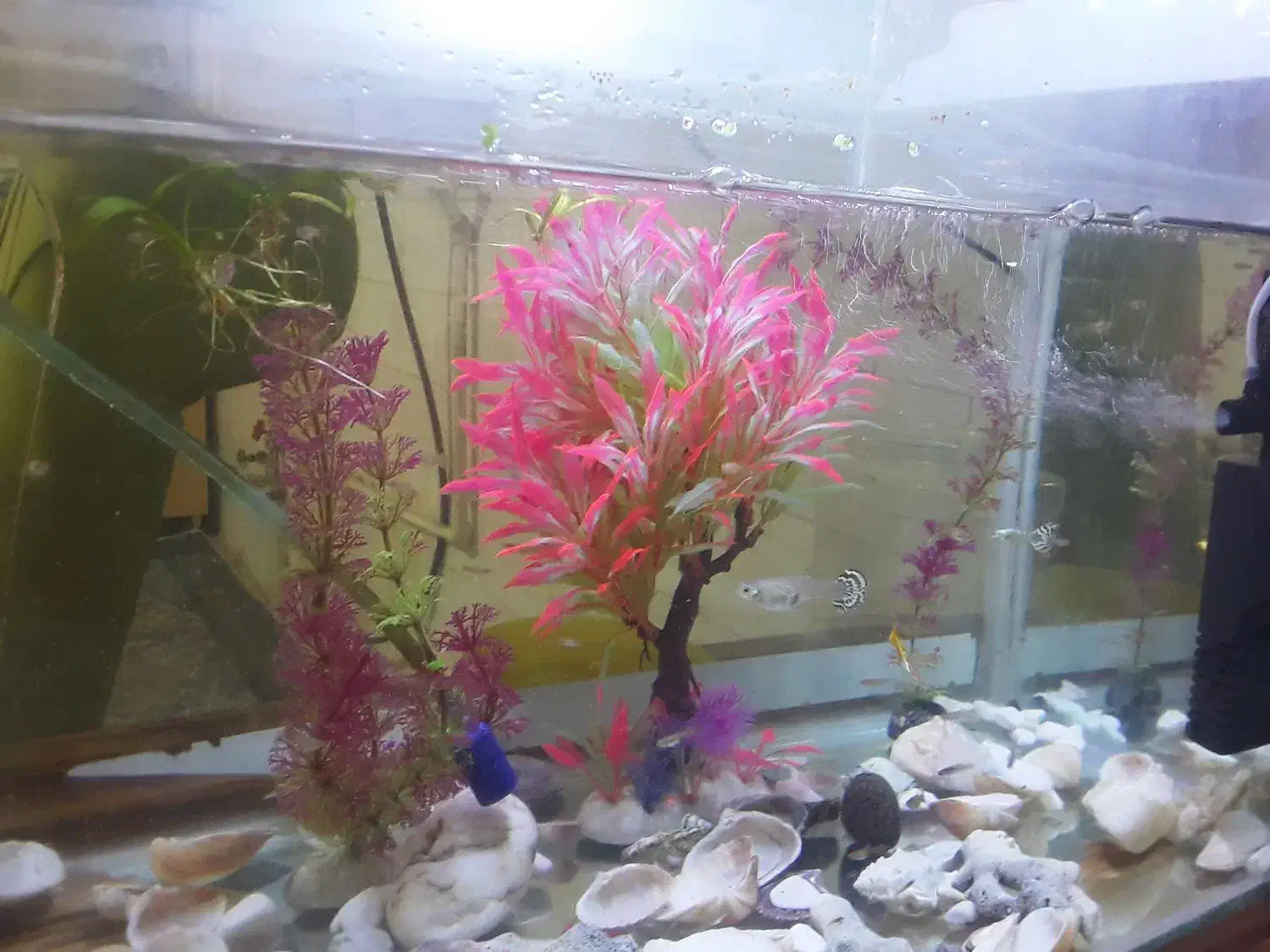 ماهی گوپی.|ماهی|قزوین, |دیوار