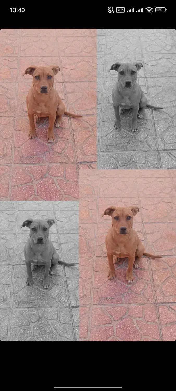 پیت بول آمریکا ماده (قدرجونی)|سگ|شاهین‌شهر, حافظ شمالی|دیوار