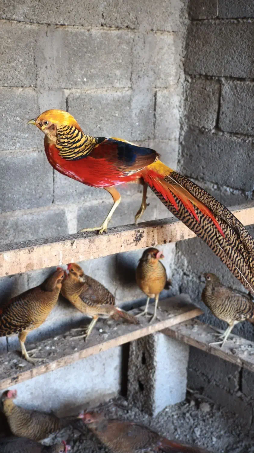 فروش انواع پرنده زینتی|پرنده|سنگر, |دیوار