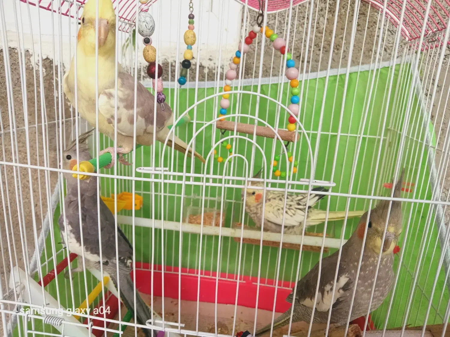 چهار عدد عروس هلندی چهار ماهه|پرنده|گوراب زرمیخ, |دیوار