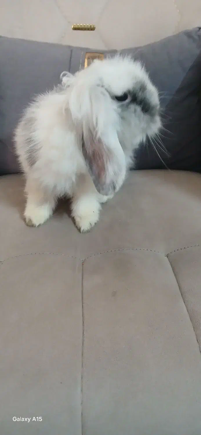 خرگوش لوپ اصیل|موش و خرگوش|مشهد, پنجتن|دیوار