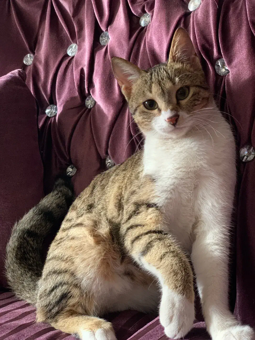 واگذاری گربه|گربه|قائمشهر, |دیوار