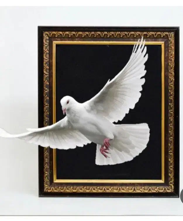 کفتر گمشده|حیوانات|تهران, شهرک ولیعصر جنوبی|دیوار