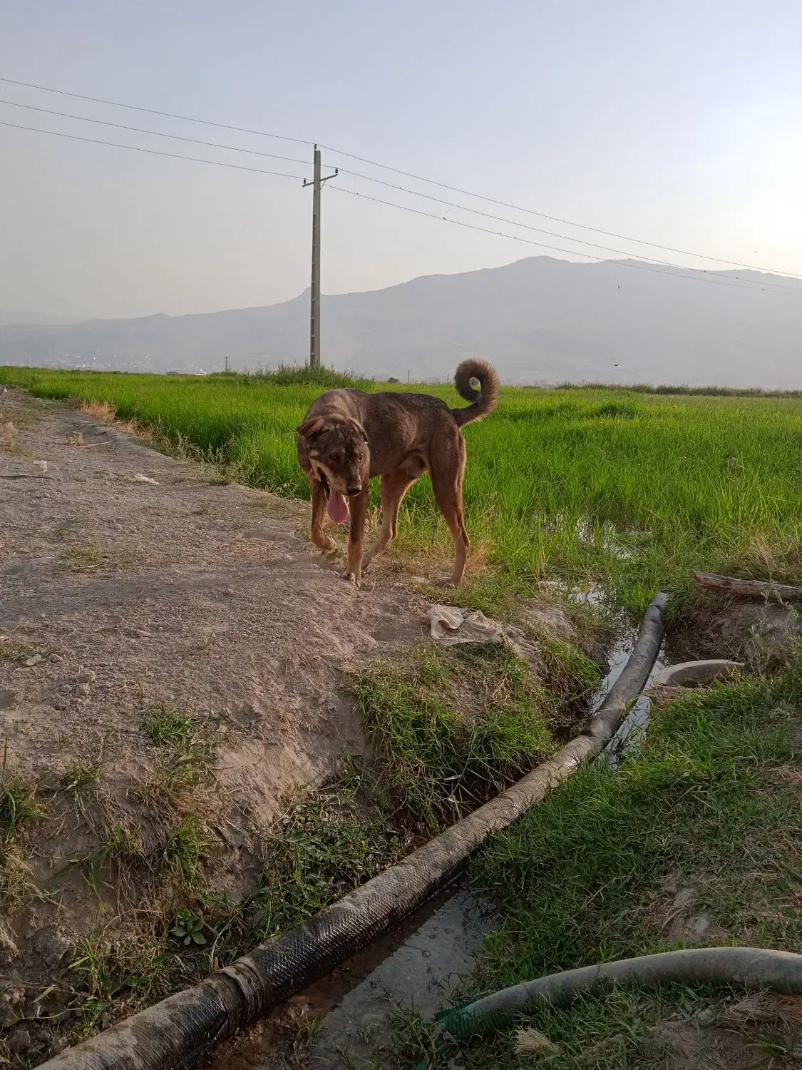 توله پژدر  نر ۱۵ ماهه|سگ|خمین, |دیوار