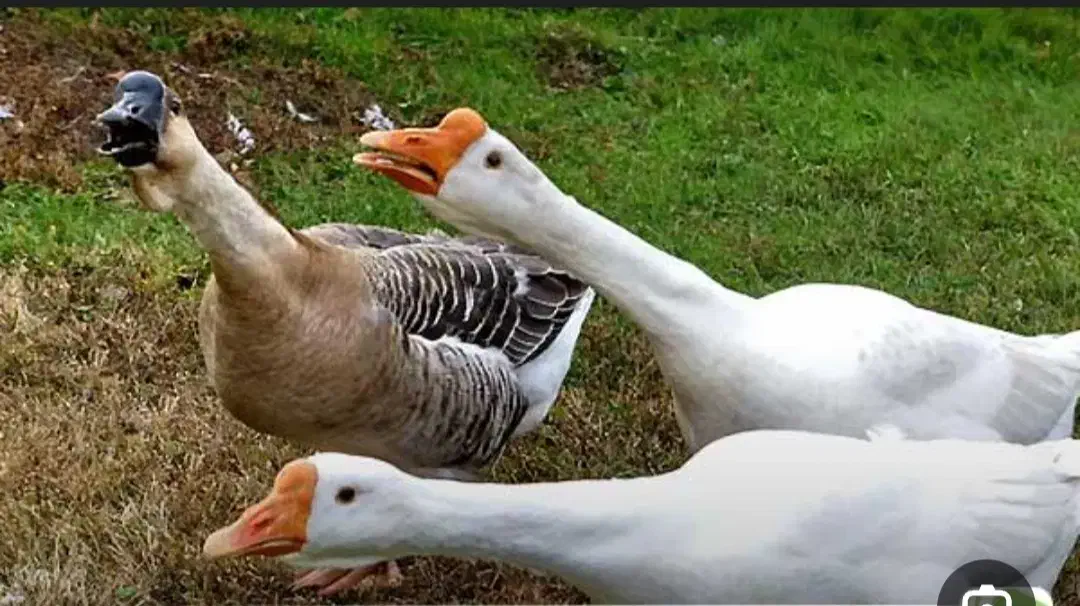 غوغازامسالی|حیوانات مزرعه|کلاله, |دیوار