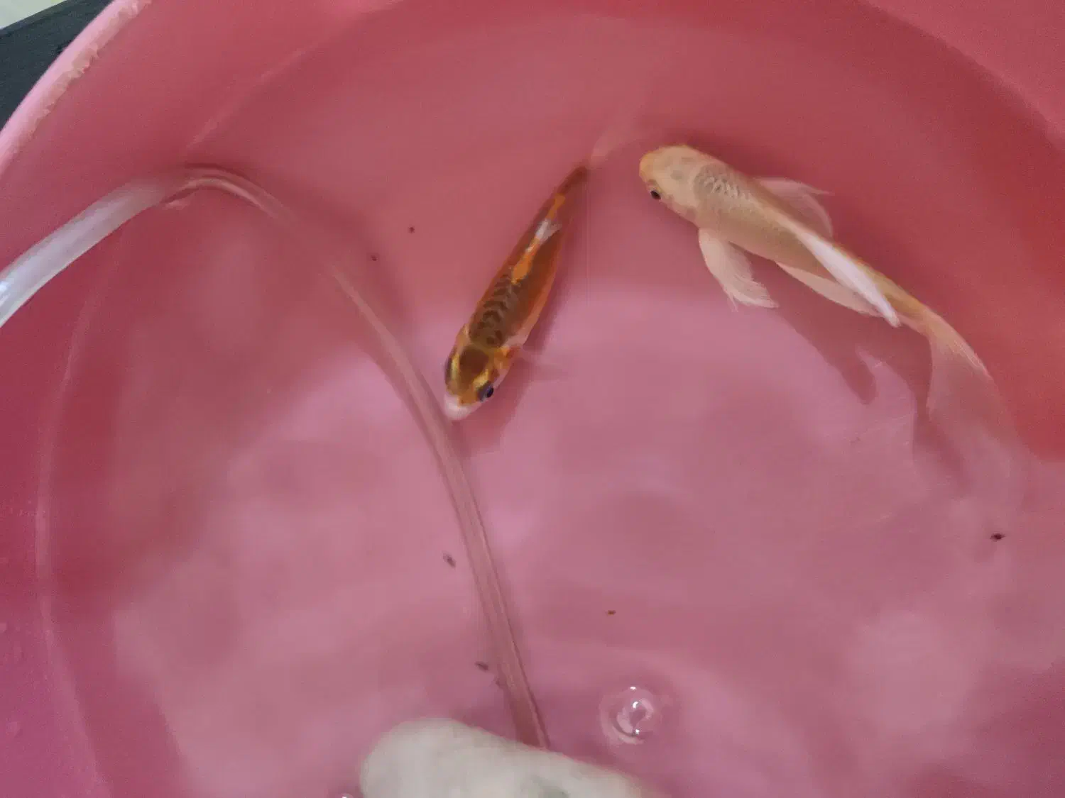 2 عدد کوی|ماهی|نجفآباد, یزدانشهر|دیوار