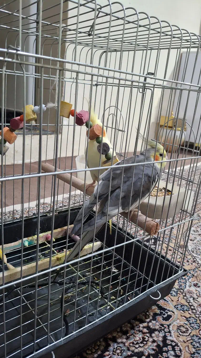 عروس هلندی|پرنده|بروجرد, |دیوار