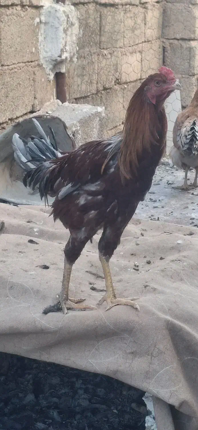 مرغ و خروس|حیوانات مزرعه|کوار, |دیوار