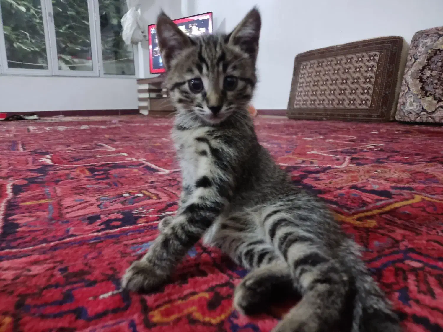 ۲عدد بچه گربه نر ۲ماهه خانگی|گربه|تبریز, |دیوار