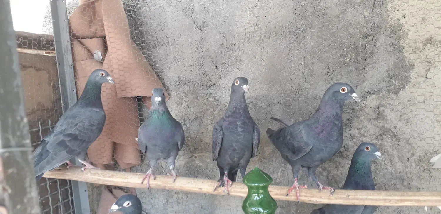 کبوتر پلاکی|پرنده|محمدشهر, محمدشهر|دیوار