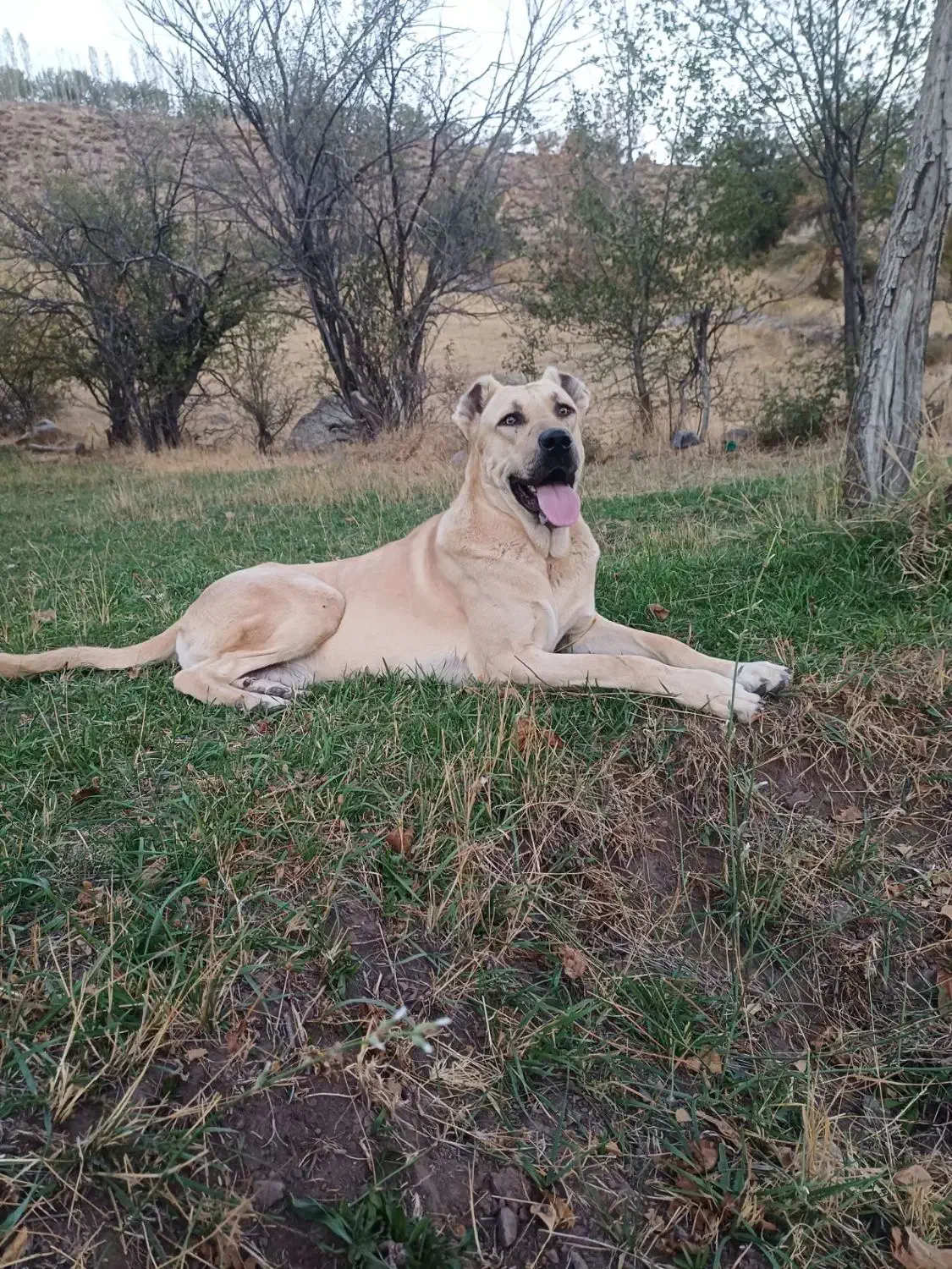 توله نر|سگ|کندوان, |دیوار