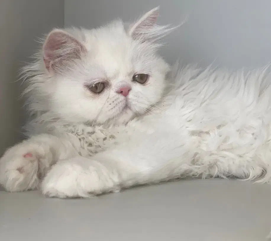 گربه پرشین پسر ۲/۵ ماه|گربه|تبریز, |دیوار