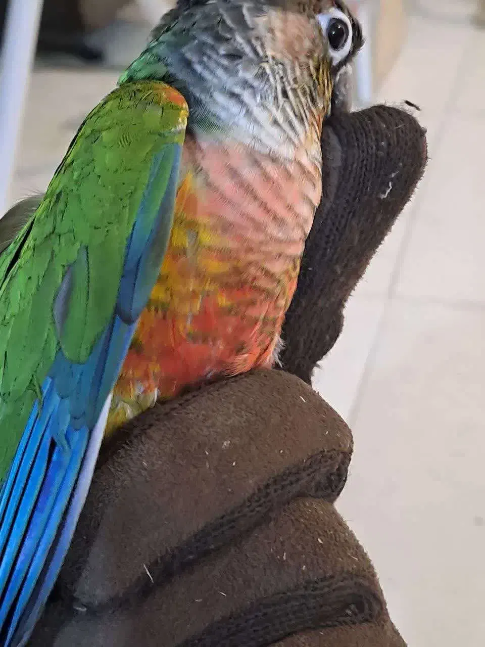 دو عددگرینچیک نر بالغ|پرنده|تهران, آزادشهر|دیوار