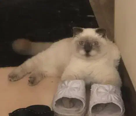 گربه اسکاتیش ماده ۵ ماهه|گربه|یزد, |دیوار